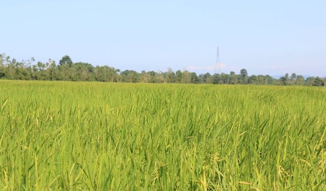 Terme Pirinç Tarlaları ve Amazon Kadınları Efsanesi