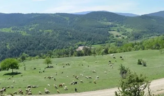 Asarcık Yaylalarında Doğal Yaşam