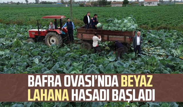Bafra Ovası’nda beyaz lahana hasadı başladı