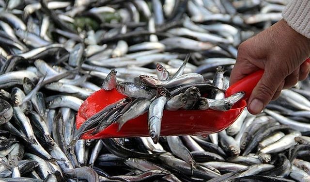 Alaçam’da Balıkçılık ve Sahil Kültürü