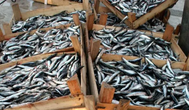 Alaçam’da balıkçılık kültürü ve kıyı kasabası yaşamı