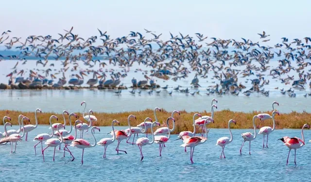 19 Mayıs İlçesi’nde Kuş Gözlemciliği ve Kızılırmak Deltası Deneyimi