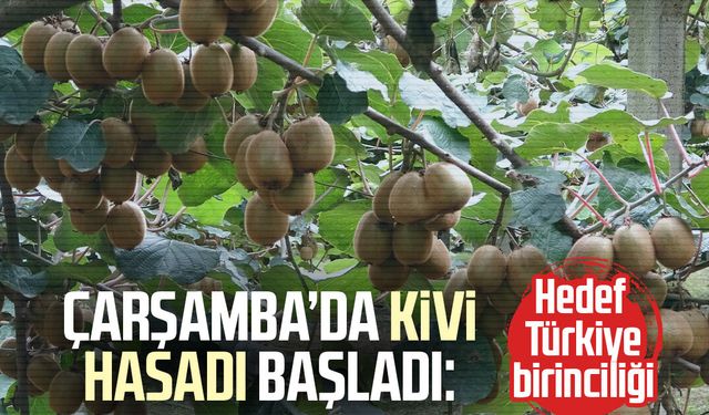 Çarşamba’da kivi hasadı başladı: Hedef Türkiye birinciliği
