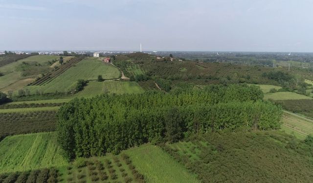 Çarşamba Ovası: Yeşilin ve Bereketin Merkezi