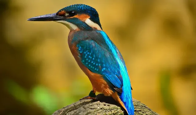 Bafra’da Kızılırmak Deltası ve Kuş Cenneti turu