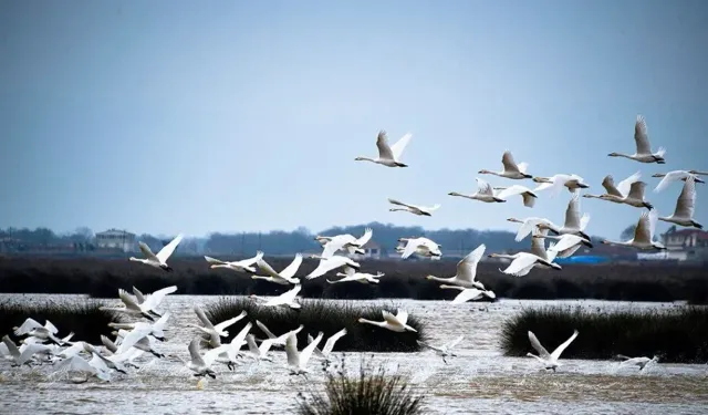 Bafra Kızılırmak Deltası’nda Kışın Kuş Gözlemi ve Sessizlik