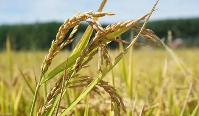 Terme Ovası’nda pirinç tarlalarından sofraya yolculuk