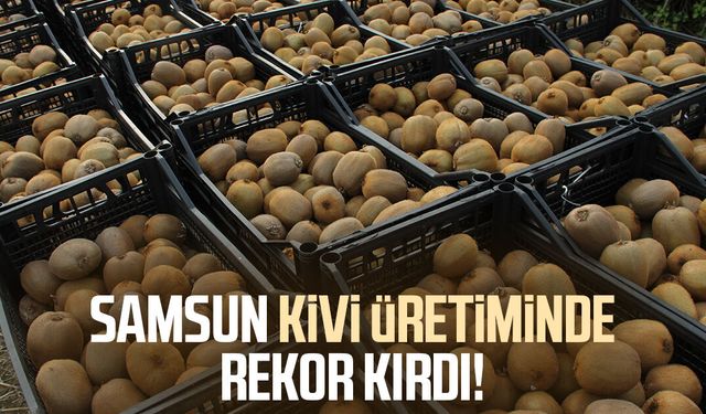 Samsun kivi üretiminde rekor kırdı!