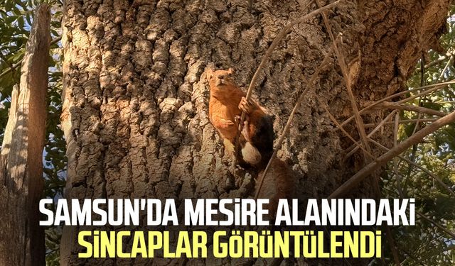 Samsun'da mesire alanındaki sincaplar görüntülendi
