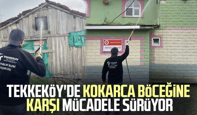 Tekkeköy'de kokarca böceğine karşı mücadele devam ediyor