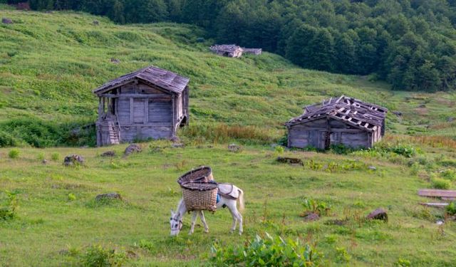 Yayla Kültürü ve Doğayla İç İçe Köy Yaşamı