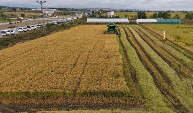 Bafra Ovası’nın Yüzyıllardır Süren Tarımsal Düzeni