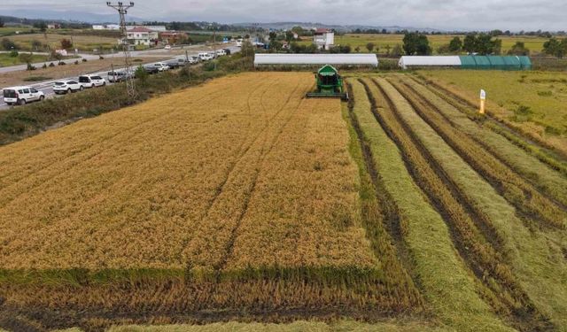 Bafra Ovası’nın Bölge Yaşamına Sağladığı Zenginlik