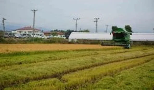 Bafra Ovası’nın Bölge Yaşamına Yön Veren Rolü