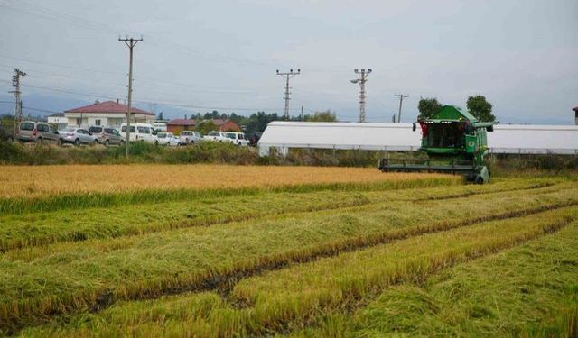 Bafra İlçesi Rehberi: Tarih, Ova ve Kültür