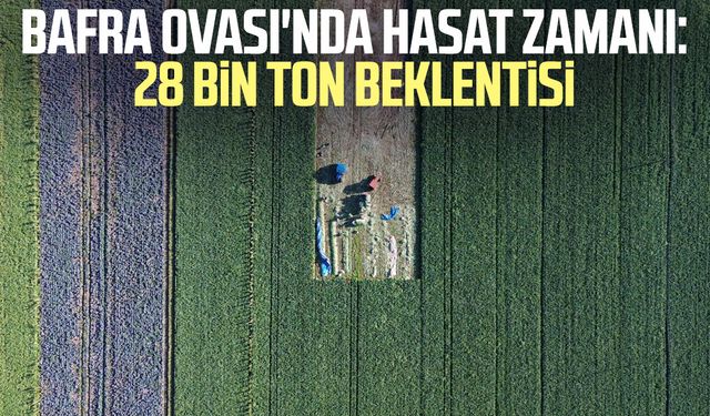 Bafra Ovası'nda hasat zamanı: 28 bin ton beklentisi