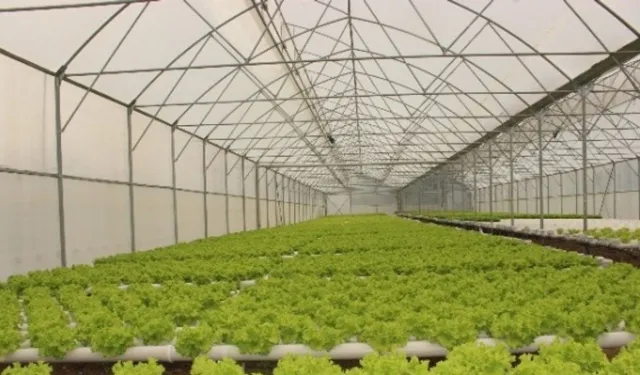 Çarşamba’nın Tarımsal Kimliğinin Günümüze Etkisi