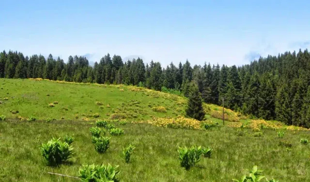 Ladik’in Yayla Kültürünün Geleneksel Yaşam Biçimine Katkısı