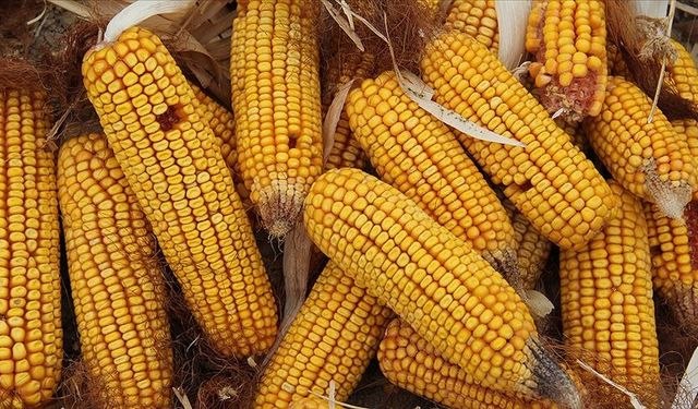 Samsun Mutfağında Mısırın Temel Besin Olarak Kullanımı