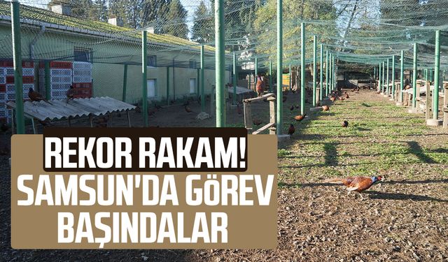 Rekor rakam! Samsun'da görev başındalar