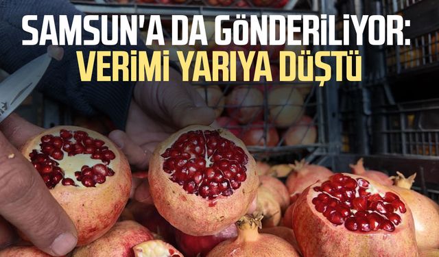 Samsun'a da gönderiliyor: Verimi yarıya düştü
