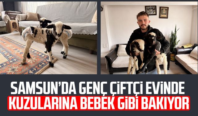 Samsun’da genç çiftçi evinde kuzularına bebek gibi bakıyor