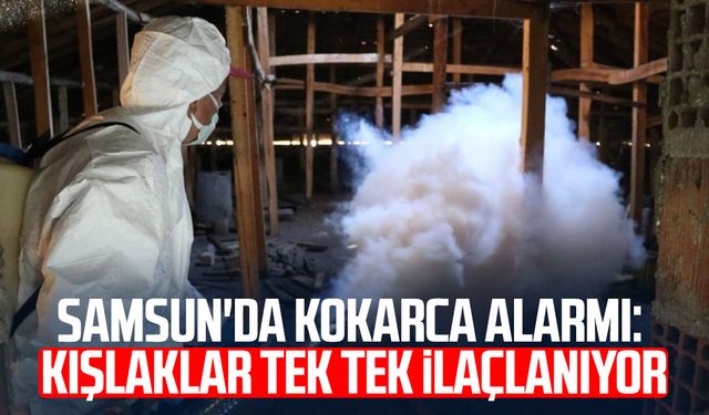 Samsun'da kokarca alarmı: Kışlaklar tek tek ilaçlanıyor