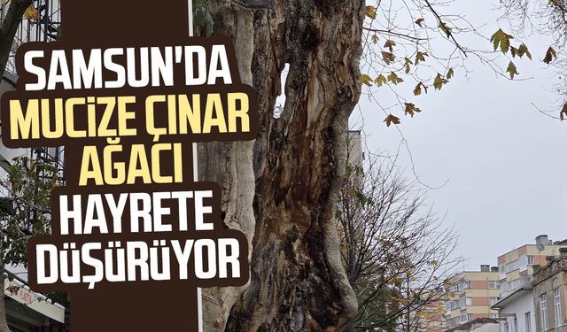 Samsun'da mucize çınar ağacı hayrete düşürüyor