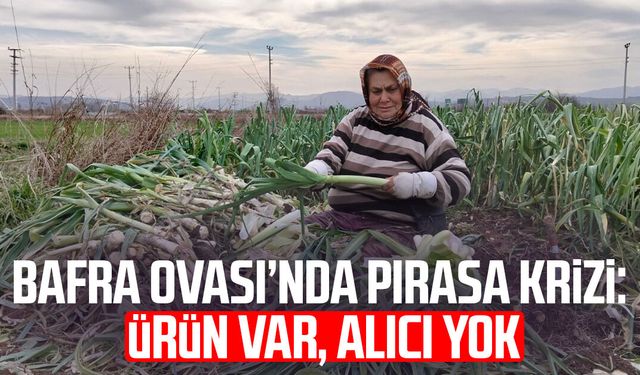 Bafra Ovası’nda pırasa krizi: Ürün var, alıcı yok