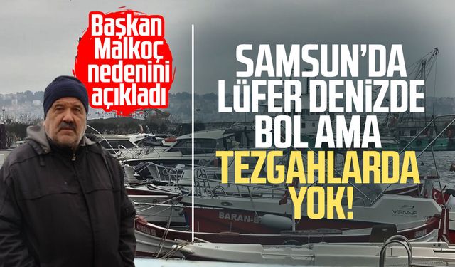 Samsun’da lüfer denizde bol ama tezgahlarda yok!
