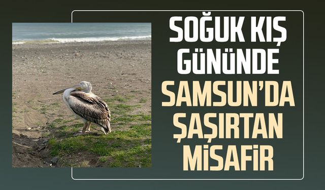 Soğuk kış gününde Samsun’da şaşırtan misafir