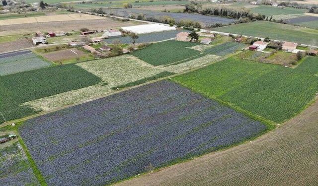 Bafra Ovası’ndan Sofraya: Samsun’un Tarım Hikâyesi