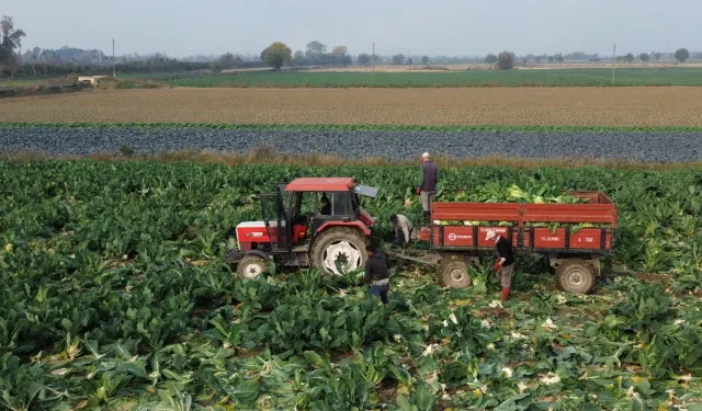 Bafra’da Tarla Yollarının Belirlediği Gün Ritimleri