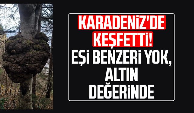 Karadeniz'de keşfetti! Eşi benzeri yok, altın değerinde