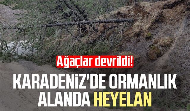 Karadeniz'de ormanlık alanda heyelan: Ağaçlar devrildi!