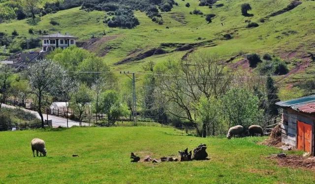 Salıpazarı’nda Kırsalın Korunan Zamanı