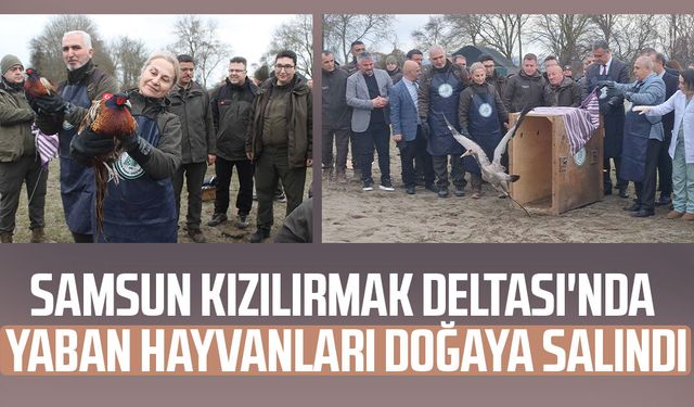 Samsun Kızılırmak Deltası'nda yaban hayvanları doğaya salındı