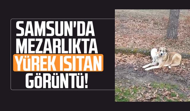 Samsun'da mezarlıkta yürek ısıtan görüntü!