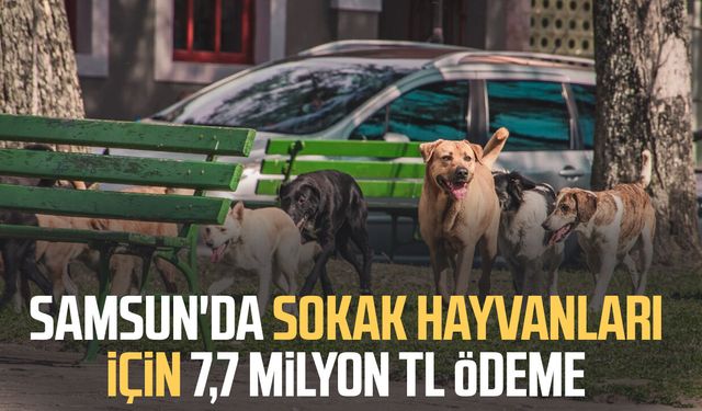 Samsun'da sokak hayvanları için 7,7 milyon TL ödeme