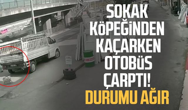 Sokak köpeğinden kaçarken otobüs çarptı! Durumu ağır