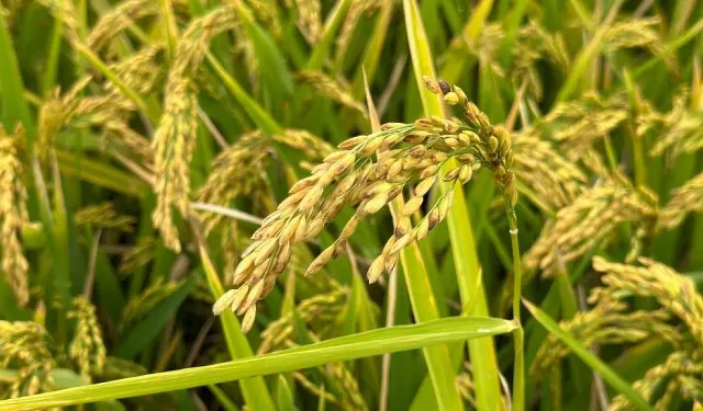 Bafra’da Çeltik Tarlalarından Sofralara Yolculuk