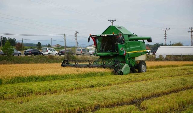 Bafra’da Çeltik Üretimi ve Bölge Ekonomisi