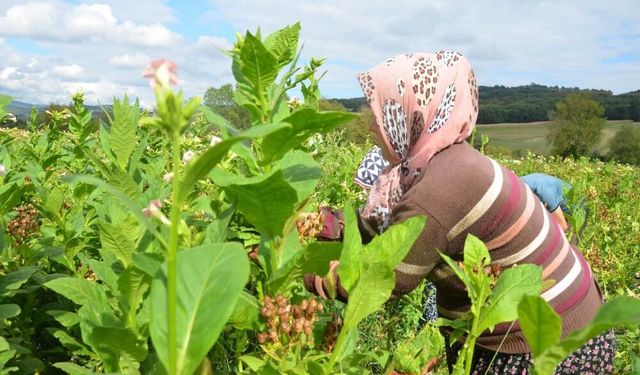 Bafra’da Tarım Kültürü ve Kırsal Yaşam Deneyimi