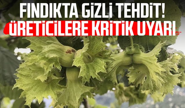 Fındıkta gizli tehdit! Üreticilere kritik uyarı