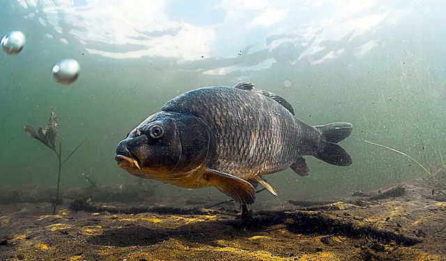 Ladik’te Göl Ürünleriyle Yöresel Tarifler