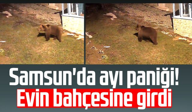 Samsun'da ayı paniği! Evin bahçesine girdi