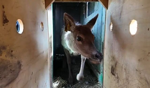 Samsun’dan Ordu’ya kızıl geyik sevkiyatı sürüyor!