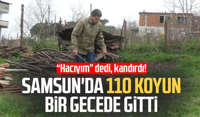 “Hacıyım” dedi, kandırdı! Samsun'da 110 koyun bir gecede gitti