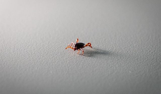 Karadeniz'de kene alarmı! Bu belirtiler varsa dikkat