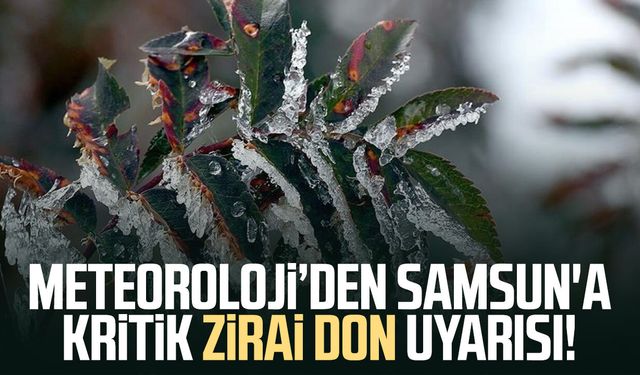 Meteoroloji’den Samsun'a kritik zirai don uyarısı!